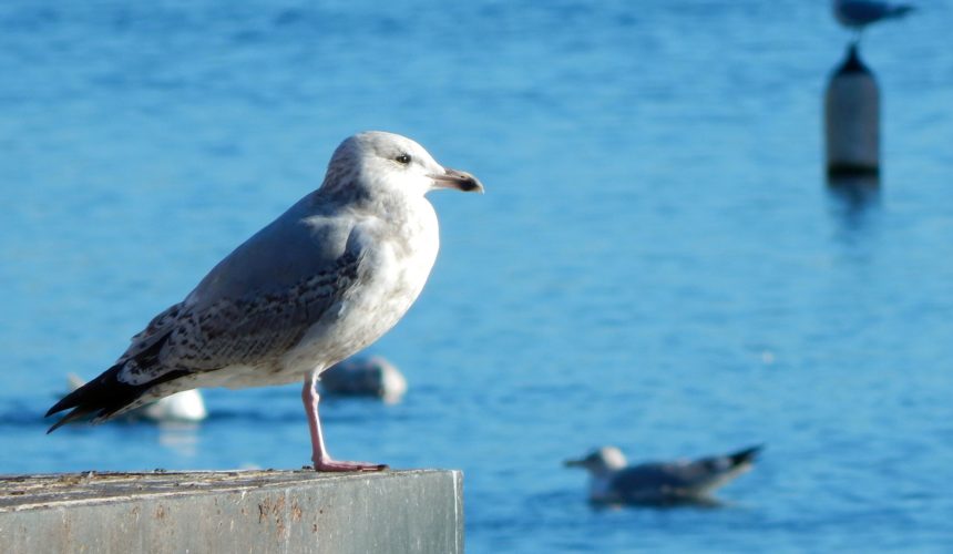 Gli albatri in volo: oggi nasce il nostro Blog